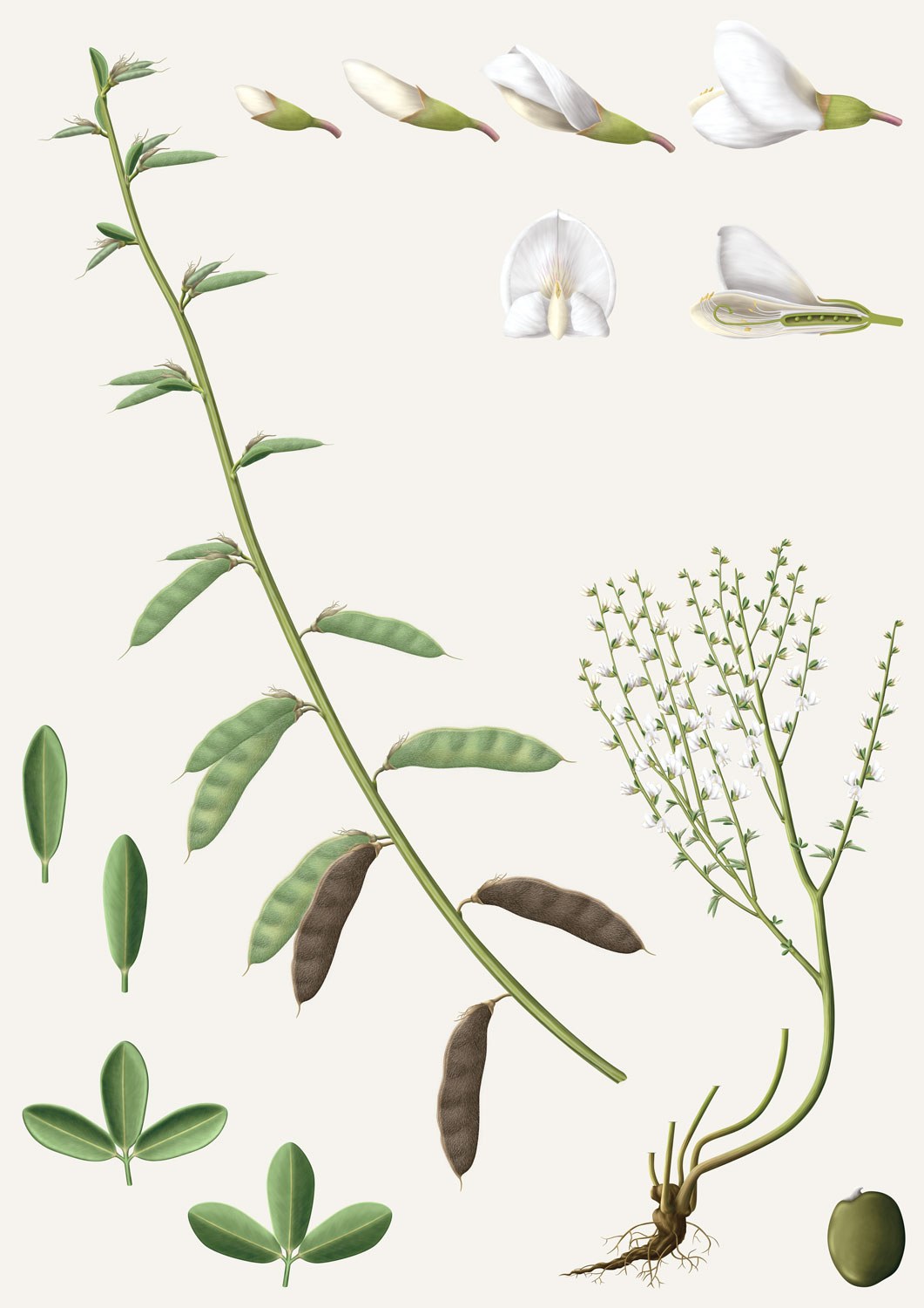 Cytisus multi cor White broom Cytisus multiflorus