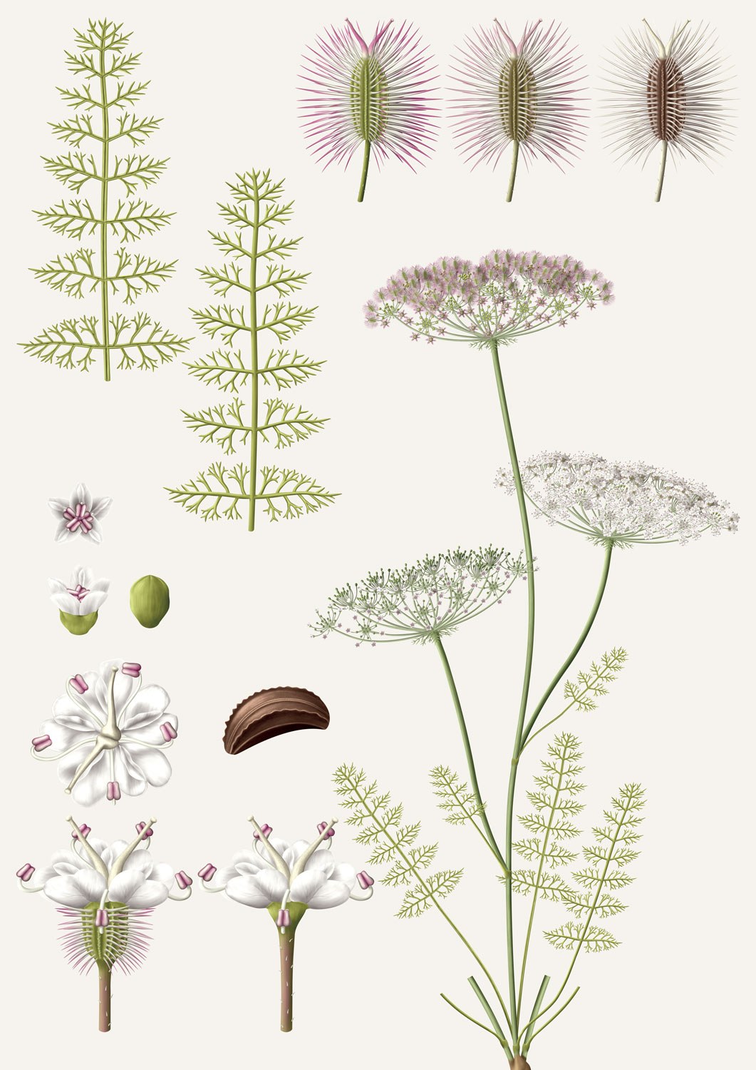 Daucus cri cor Small-leave carrot Daucus crinitus