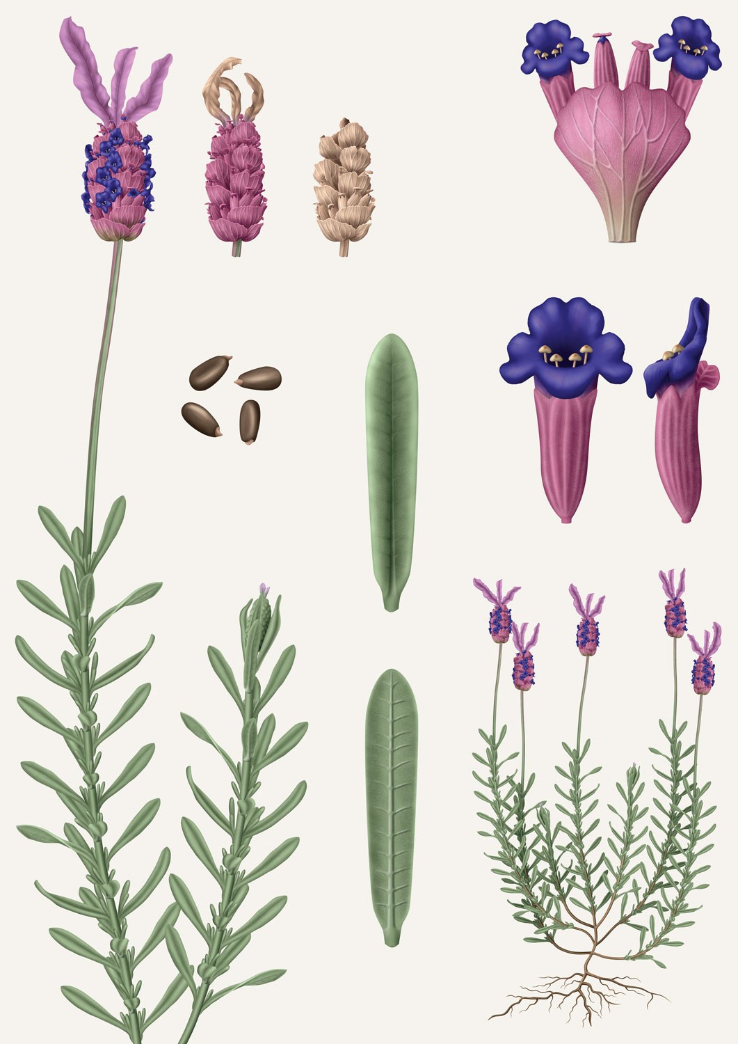 Lavandula cor French Lavender Cytisus multiflorus