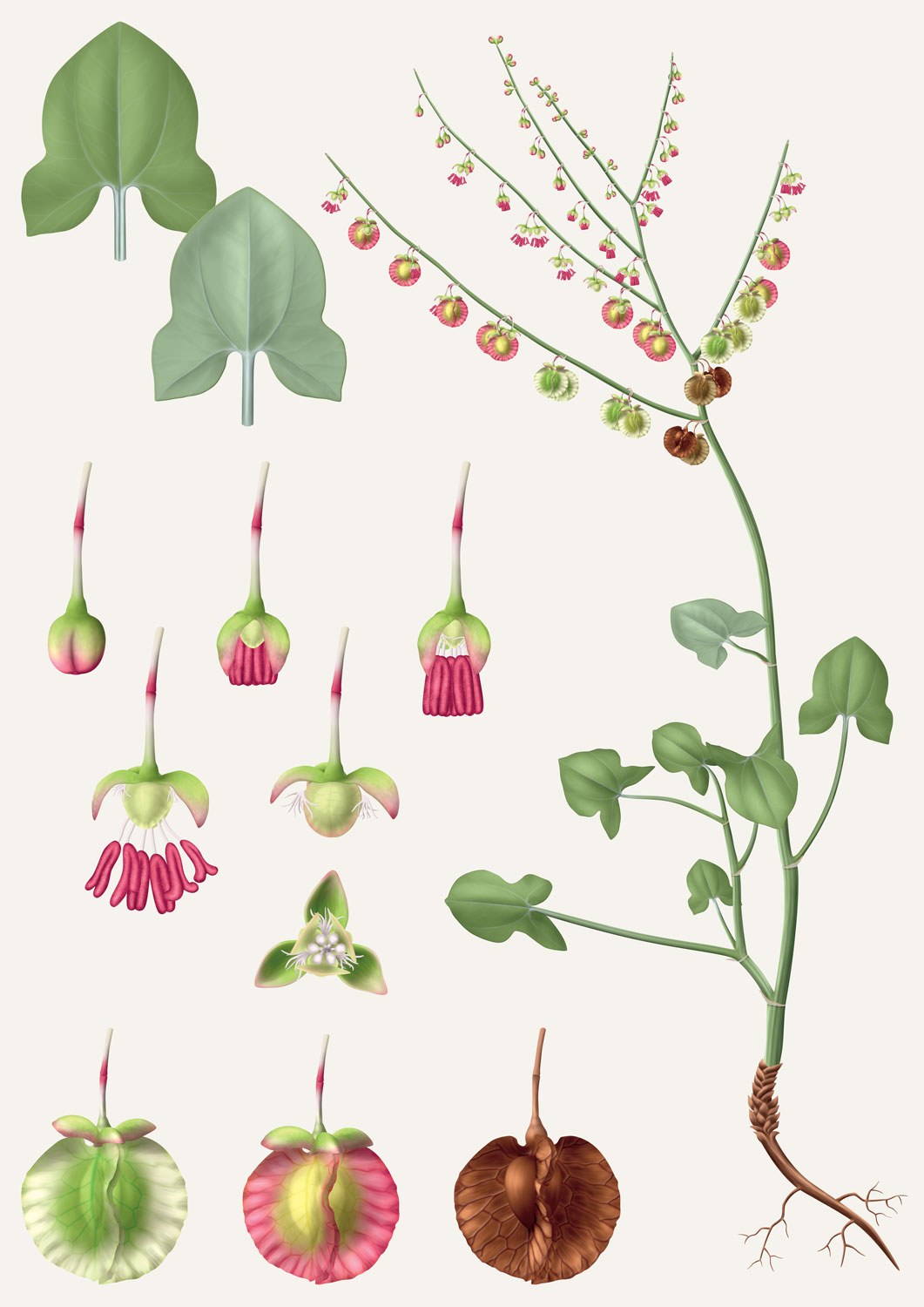 Rumex cor French sorrel Rumex induratus