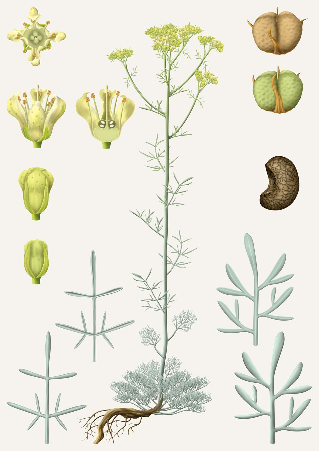 Ruta cor Mountain Rue Ruta montana