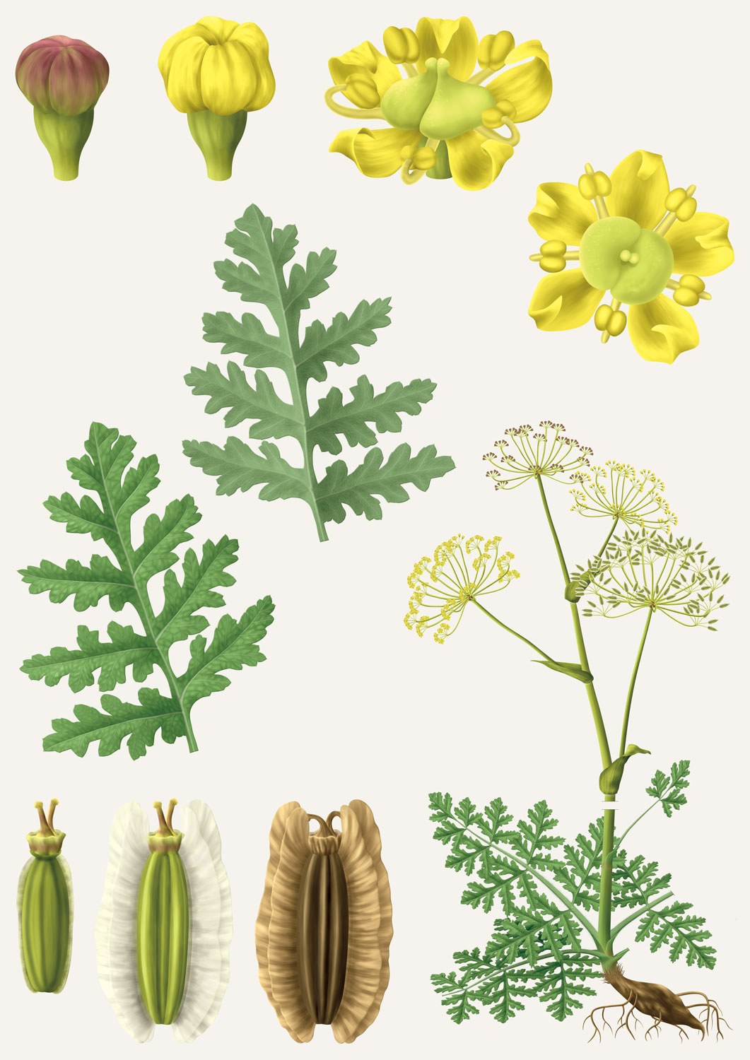 Thapsia cor Villous deadly carrot Thapsia villosa