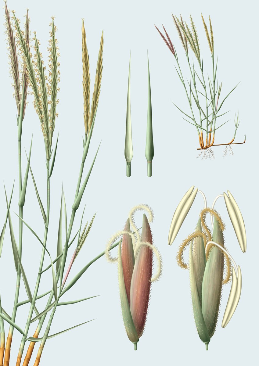 Morraca cor Morraça Spartina maritima