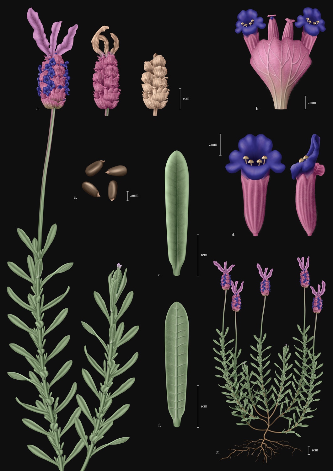 Lavandula cor2
