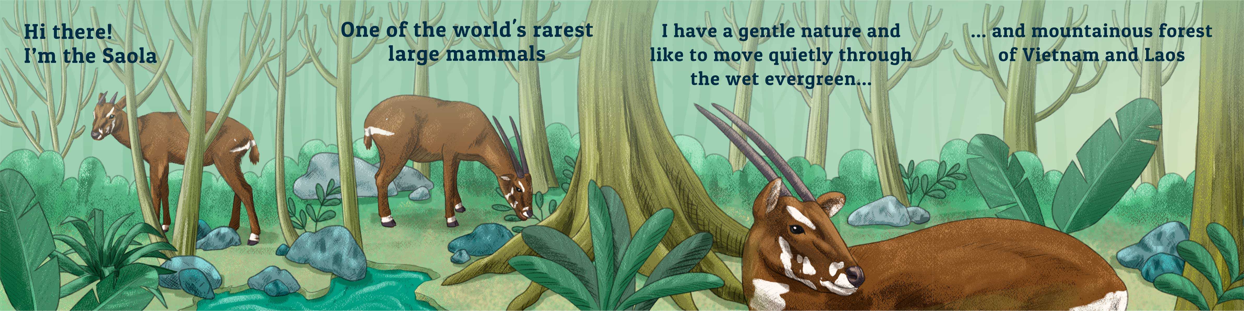 WAWA Saola Andreia Silva 1