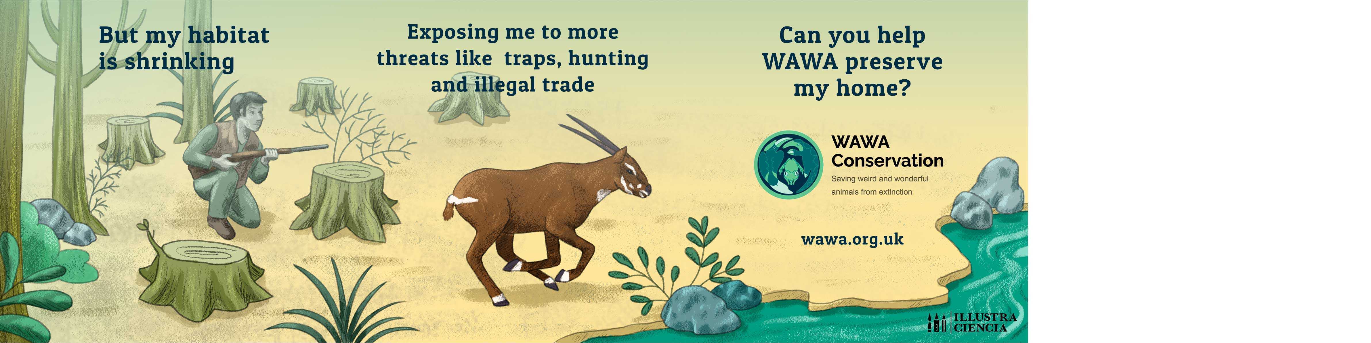 WAWA Saola Andreia Silva 2