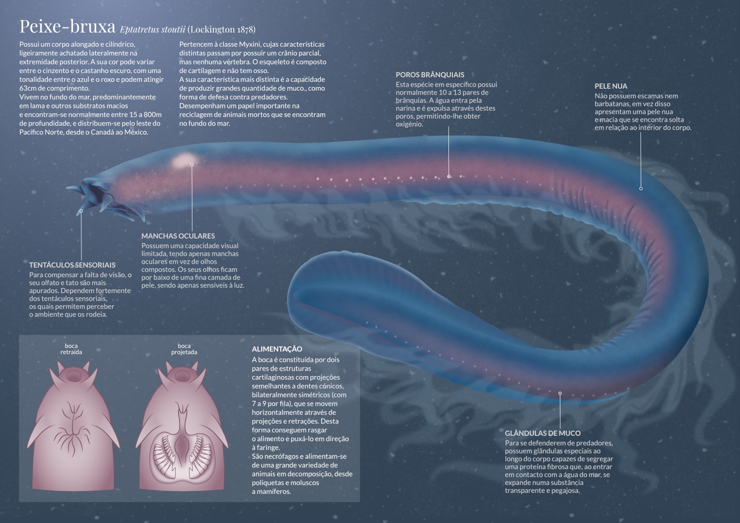 Infografia peixe bruxa Infografia sobre o Peixe-bruxa.